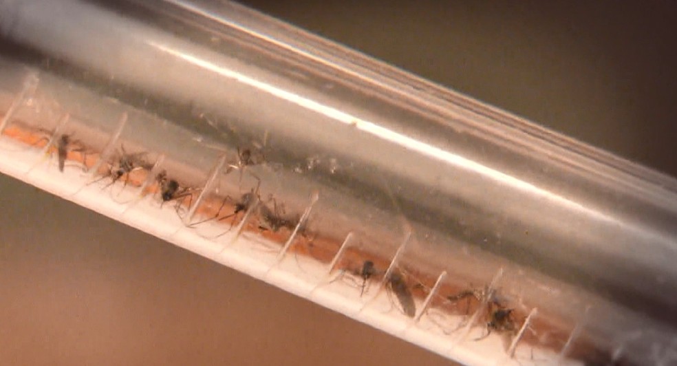  Sintomas de doenças transmitidas pelo Aedes aegypti