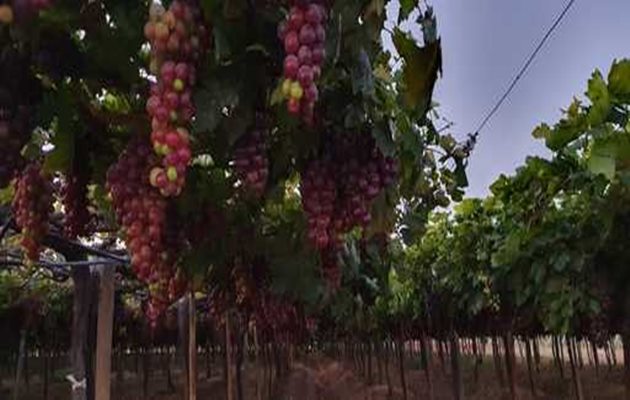  Agricultura na região do São Francisco rende vinhos de qualidade