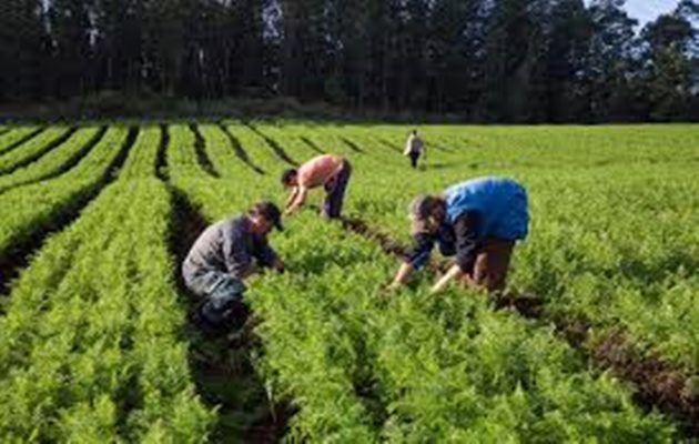  Ministério da Agricultura abre prazo para agricultores familiares