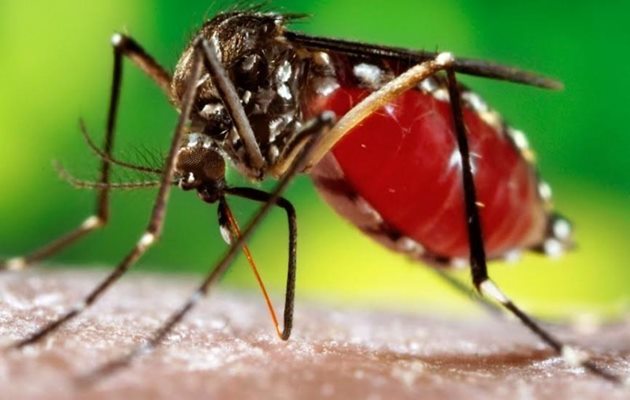  Evite que o mosquito aedes aegypti transmita a Dengue, Zika e Chikungunya