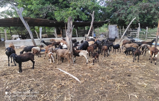  Criadores de caprinos e ovinos de Ituaçu dobram valor de venda dos animais