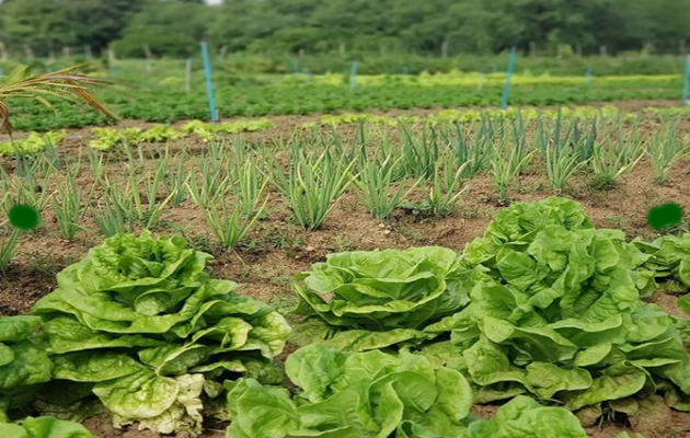  Edital de Inovação para a agricultura familiar está com inscrições abertas