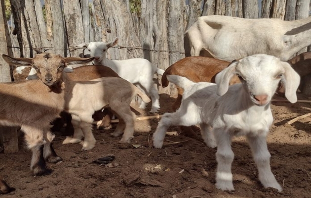  Criação de caprinos gera renda para produtores do município de Sento Sé