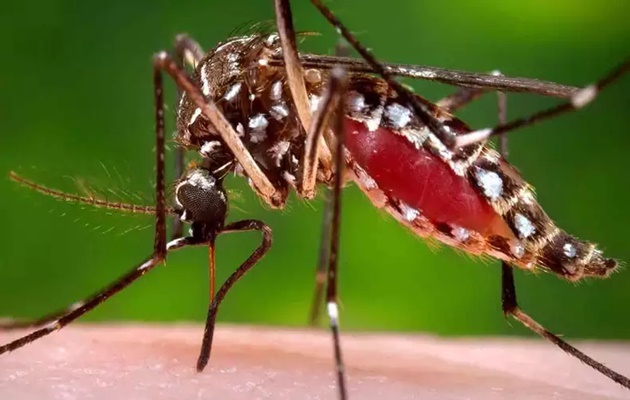  Bahia tem 269 municípios em epidemia de Dengue