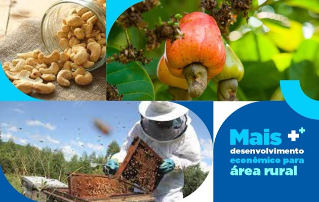  Empresas de beneficiamento vão adquirir produção de caju, castanha e mel, com o selo de qualidade “Raso da Catarina”
