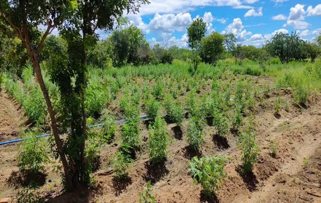  Cerca de 70 mil pés de maconha foram localizados na zona rural de Abaré; plantação produziria 21 toneladas da droga