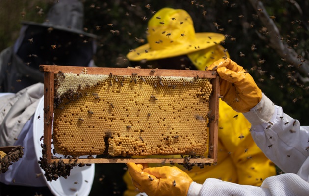  Inscrições para edital de fomento a apicultura e meliponicultura na Bahia são prorrogadas até 24 de maio