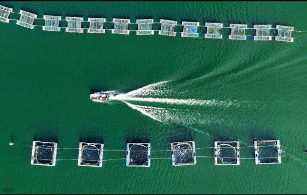  Piscicultor de Glória conquista segundo lugar em premiação nacional de fotografia da aquicultura