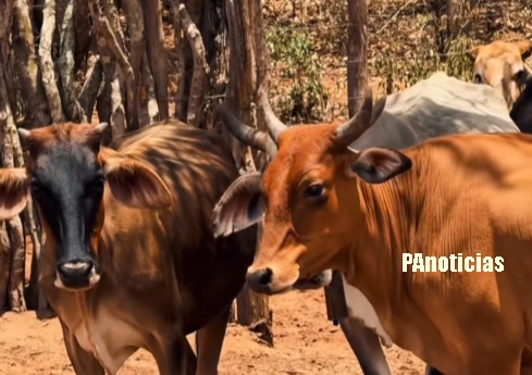  SDR realiza limpeza da barragem na Lagoa do povoado Várzea, que há mais de 10 anos não passava por manutenção