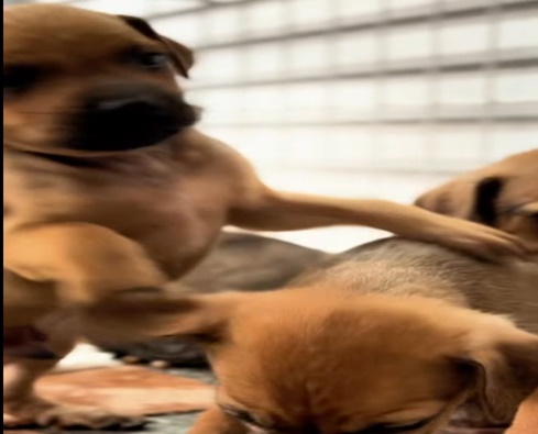  Secretaria Municipal de Meio Ambiente realiza evento de adoção de animais no Ginásio de Esportes
