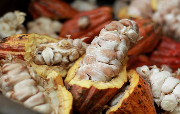  Milho, feijão e cacau vão impulsionar crescimento da produção agrícola baiana em 2026, aponta IBGE A produção agrícola da Bahia deve registrar crescimento em 15 das 26 safras acompanhadas no estado em 2026, na comparação com 2025. A projeção indica que as primeiras safras de milho, feijão e o cacau apresentarão os maiores aumentos em valores absolutos. O milho deve crescer 156 mil toneladas (+8,1%), o feijão 116,9 mil toneladas (+35,3%) e o cacau 6.297 toneladas (+5,3%). Ainda de acordo com o levantamento, a Bahia deve manter em 2026 a posição de segundo maior produtor de algodão do país, respondendo por 17% da produção nacional, atrás apenas do Mato Grosso. Os dados fazem parte do segundo prognóstico do Levantamento Sistemático da Produção Agrícola (LSPA), divulgado pelo IBGE em dezembro. Para o secretário da Agricultura, Pecuária, Irrigação, Pesca e Aquicultura da Bahia (Seagri), Pablo Barrozo, os números reforçam o protagonismo do estado no cenário nacional. “A previsão do IBGE, com aumento da produção em 15 das 26 safras, reflete o trabalho contínuo de fortalecimento da agricultura baiana. Esses resultados são fruto de investimentos, inovação e apoio aos produtores rurais, consolidando a Bahia como um dos principais polos agrícolas do Brasil”, afirmou. Novembro confirma safra recorde em 2025 Segundo o IBGE, a estimativa de novembro para a safra baiana de cereais, leguminosas e oleaginosas em 2025 manteve o recorde histórico, com produção estimada em 12,8 milhões de toneladas, volume 12,8% superior ao registrado no mesmo período de 2024. O grupo inclui culturas como arroz, milho, aveia, centeio, cevada, sorgo, trigo, triticale, amendoim, feijão, caroço de algodão, mamona, soja e girassol. Na comparação mensal, a produção de grãos cresceu 0,1% em relação a outubro e 18,2% na comparação com novembro de 2024, alcançando o recorde nacional de 345,9 milhões de toneladas. Com esse desempenho, a Bahia deve manter em 2025 a 7ª posição entre os maiores produtores de grãos do país, respondendo por 3,7% da produção nacional. Para 2025, o levantamento de novembro também confirmou que 18 das 26 safras investigadas no estado devem apresentar crescimento em relação a 2024. O maior avanço absoluto segue sendo o da soja, com acréscimo de 1,07 milhão de toneladas (+14,3%), seguida pela cana-de-açúcar, com aumento de 699 mil toneladas (+12,6%), e pelo milho da primeira safra, que deve crescer 380,9 mil toneladas (+24,6%). Link: https://www.ba.gov.br/seagri/noticias/2025-12/1000207/milho-feijao-e-cacau-vao-impulsionar-crescimento-da-producao-agricola