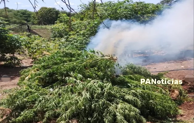  Policiais militares do 20º BPM erradicam plantação de maconha no Povoado Salgado dos Benícios, no município de Glória