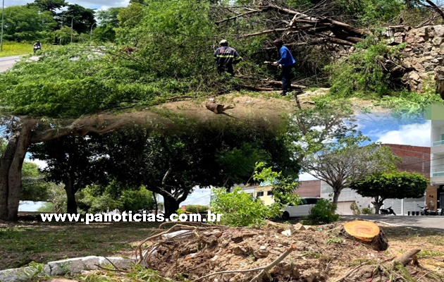  Precisa informar sobre uma árvore caída ou situação de risco? Entre em contato com equipes da  SEMMASP