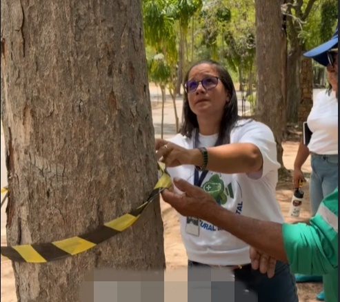 Cuidar da saúde das árvores do Parque Belvedere é cuidar dos visitantes e da população em geral