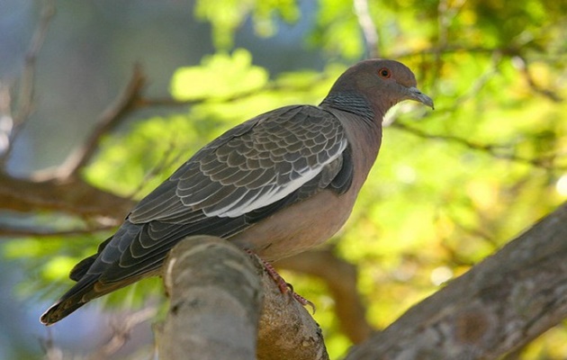  Volta para o sertão – Asa Branca de Luiz Gonzaga