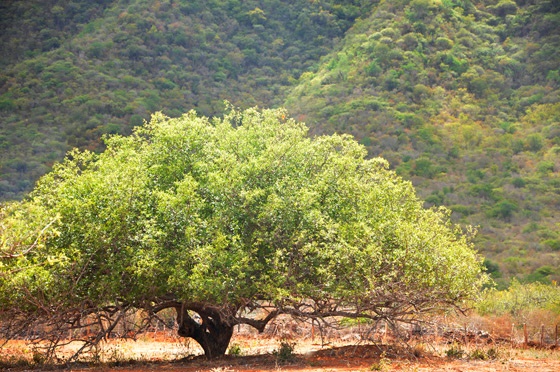  A melhor umbuzada da vida de José