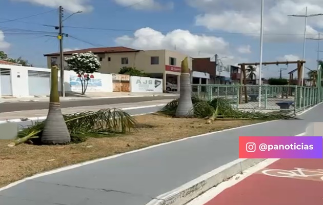  Ato de vandalismo danifica palmeiras na Avenida Sagrada Família, no BTN III
